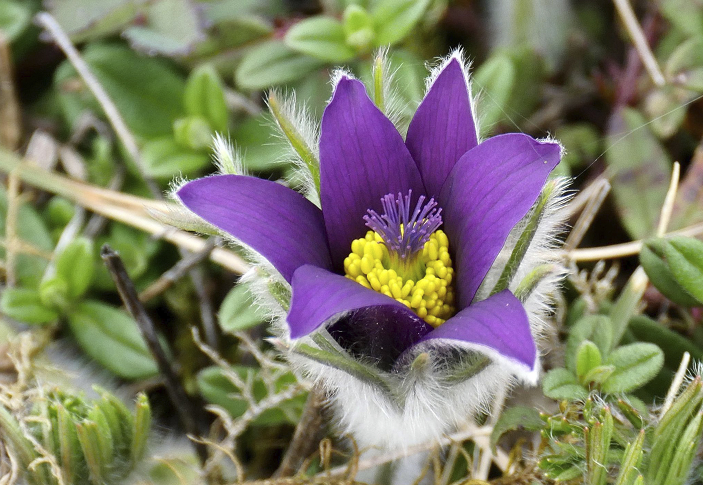 2311_Horst_peter_huber_Kuechenschelle