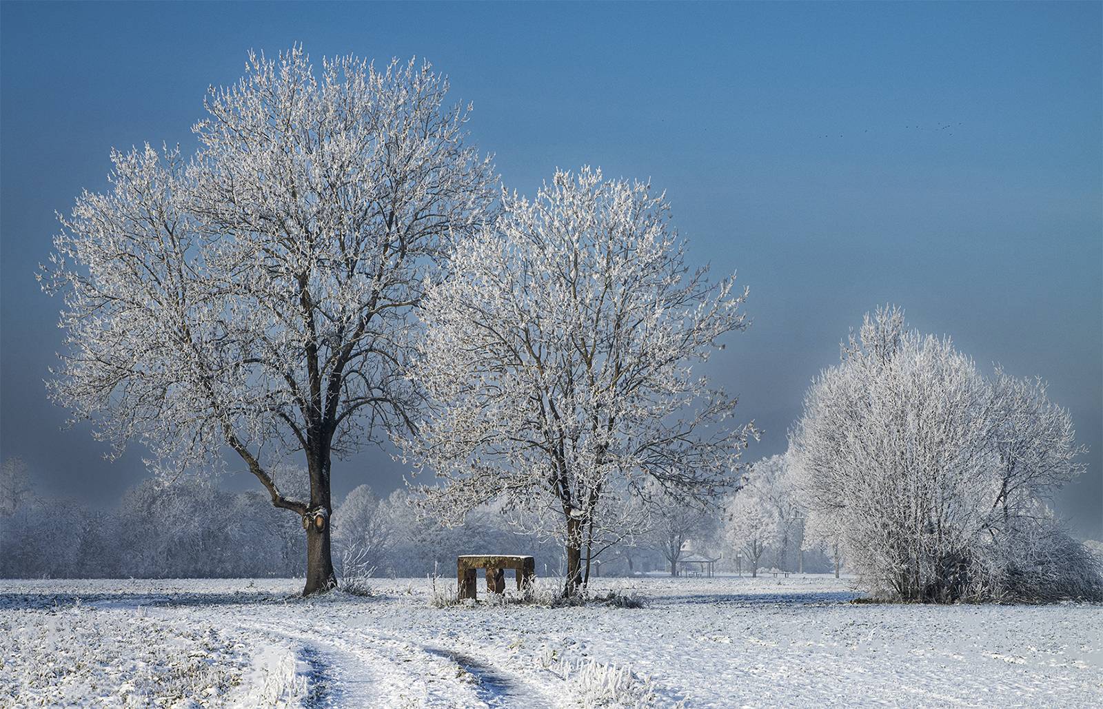 2312_wolfgang_speer_Rauhreif-und-Morgensonne