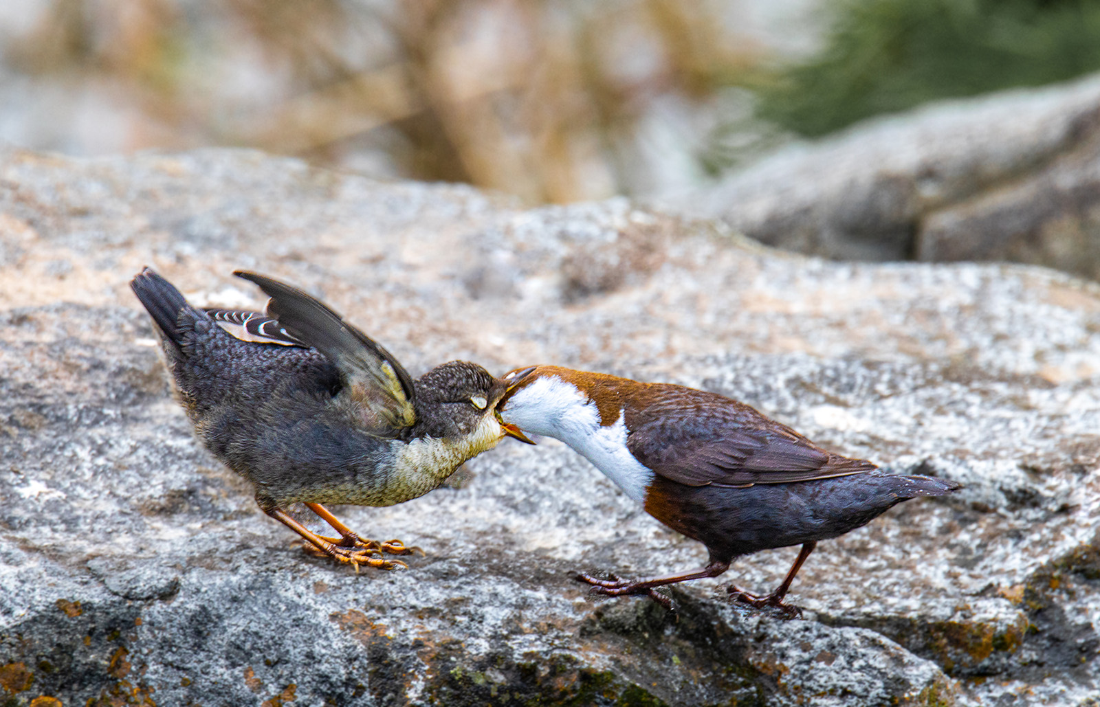 2403_Wasseramsel_mit_Jungvogel_Wolfgang_Speer