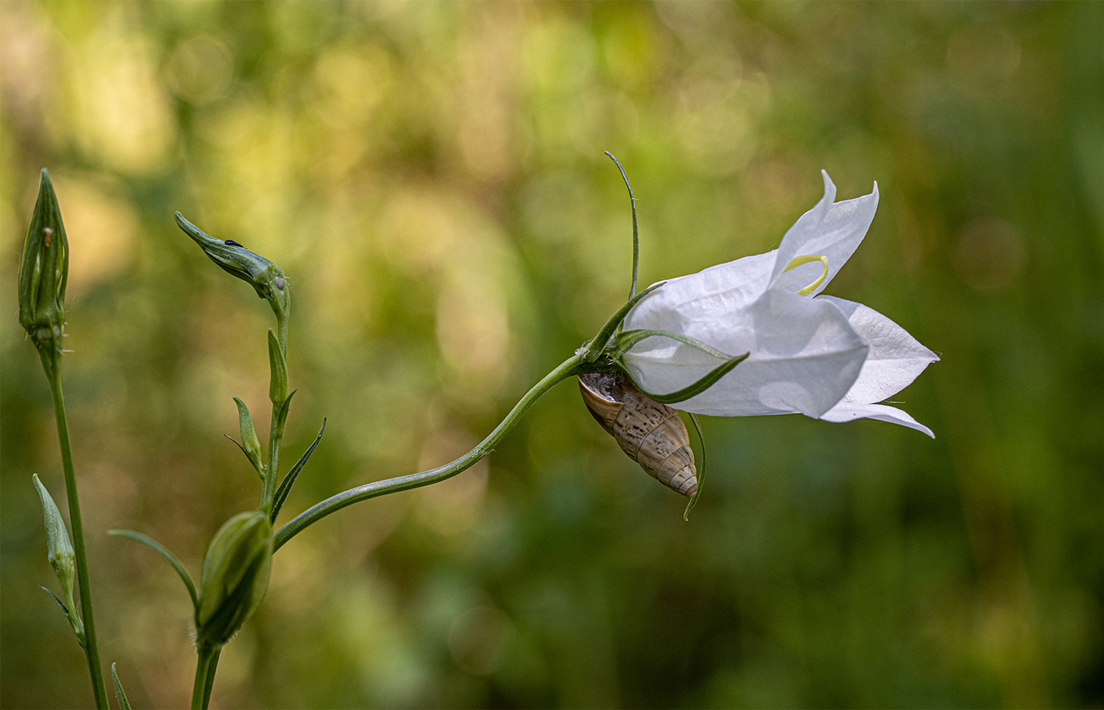 2404_Eleganz_der_Natur_Wolfgang-Speer-1