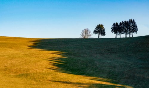 Wolfgang Speer Baeume 