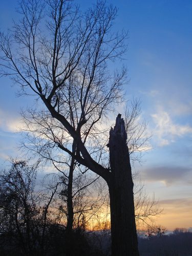 Susanne Rodenfelder Ottenheim 