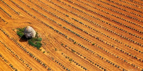 Reinhilde Schneider Lavendelfeld