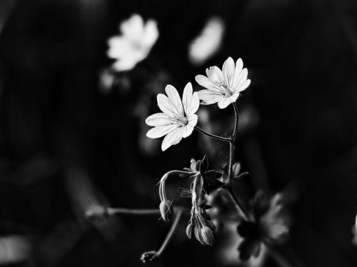 Dieter Kraus Makro sw