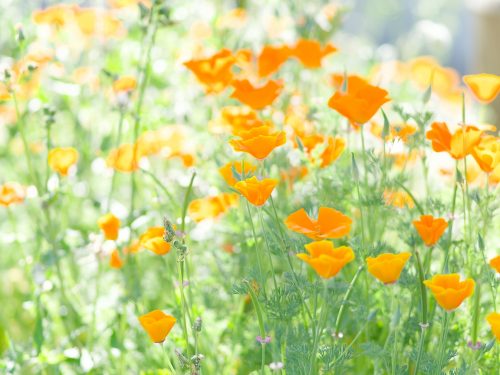 Dieter Kraus Mohn-kalifornisch