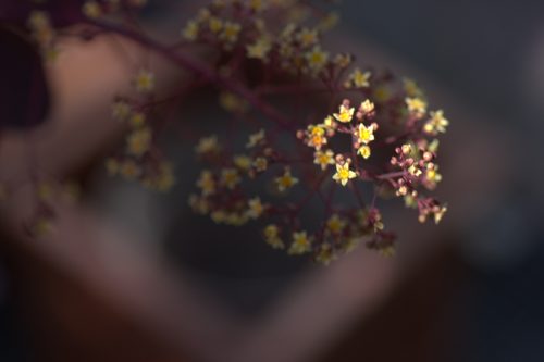 Dietrich Noelle Perueckenstrauch