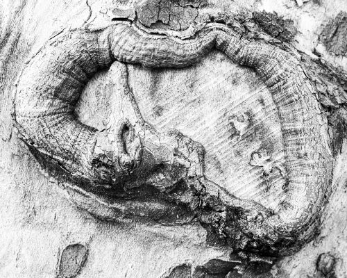 Wulbrabd Jahnke Rinde