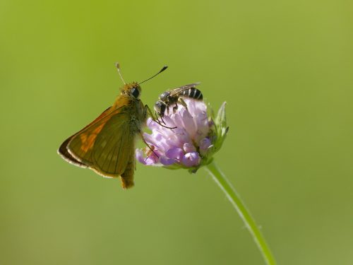 Dieter Kraus Ein-friedliches-Miteinander