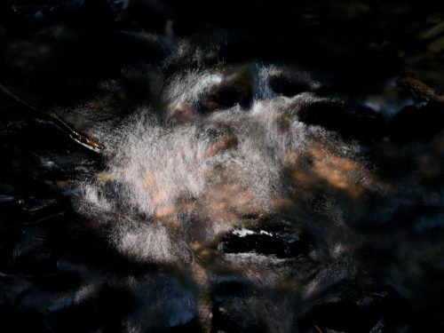 Dieter Kraus Monster