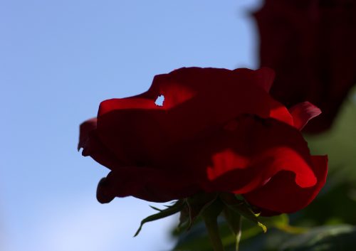 Dietrich Noelle Rose-Hund