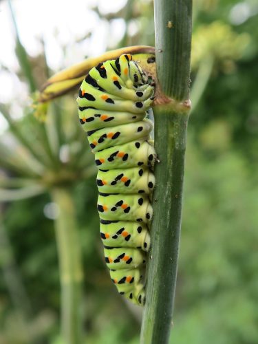 250904-HPH-Schwalbenschwanz3