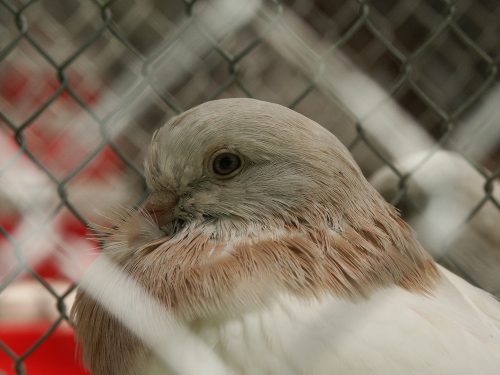 Susanne Rosenfelder Taube