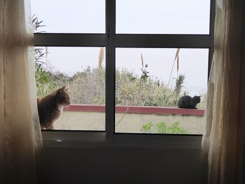 Torsten Trick Katzen  