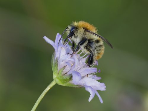 Dieter Kraus Arbeitstier