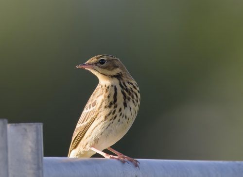 Dieter Kraus Baumpieper