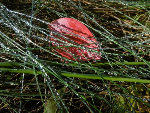 Susanne Rosenfelder Herbstblatt