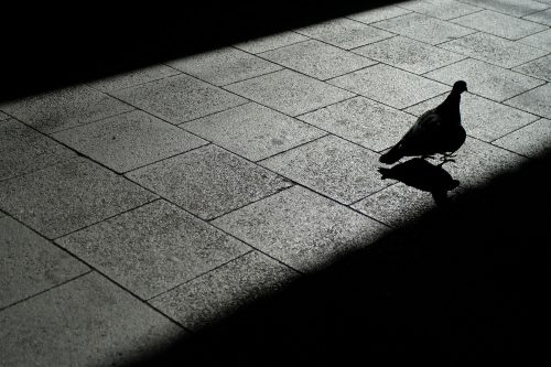 Susanne Rosenfelder Taube im Schatten 