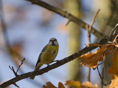 Dieter Kraus Blick zur Meise