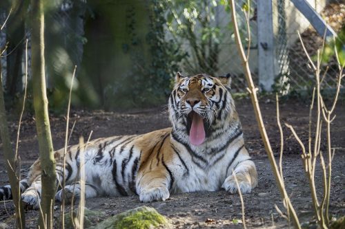 Gudrun Martin Tiger