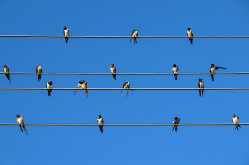 Horst Peter Huber Schwalben