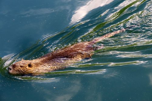 Horst Peter Huber Nutria