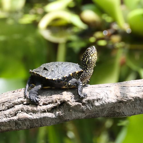 Rheinhilde Schneider Schildkröte