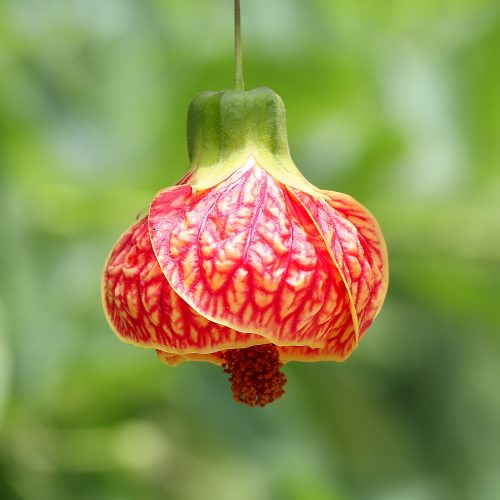 Rheinhilde Schneider AbutilonPictum