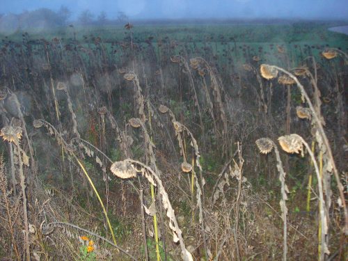 Susanne Rosenfelder verbluehte-Sonnenblumen