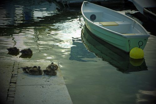 Susanne Rosenfelder Enten