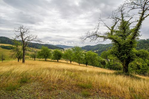 Wolfgang Speer Sommer-am-Spielberg